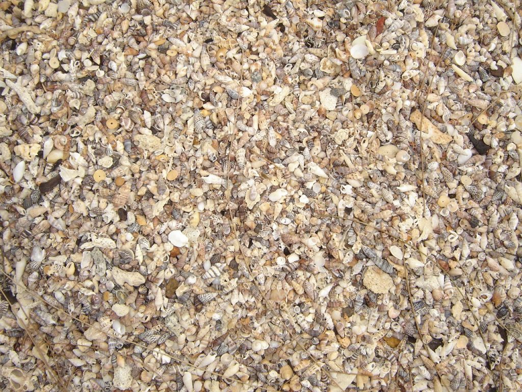 Alau Beach shells
