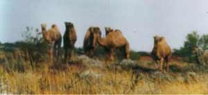 Desert Camels
