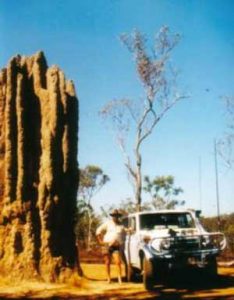 Giant Cathedral Anthill