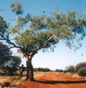 Len Beadell's tree on the Gunbarrel
