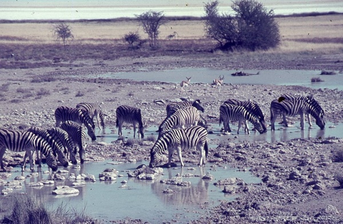 Zebra drinking