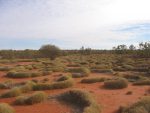Spinifex rings