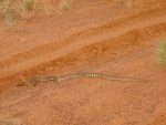 Woma Desert Python