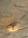 Cave spiders