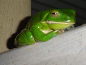 Green Tree-frog