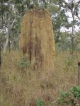 Cathedral Termite mound