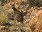 Woolly Wallaby