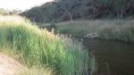 River reeds