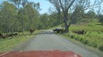 There are aklways cattle on the road