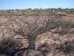 Desert Bonzai Tree