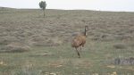 An unhurried Emu