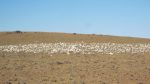 Thousands of Corellas find something to nibble