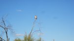A Little Falcon surveys his territory