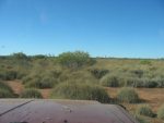 Endless Spinifex