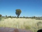 Spinifex galore