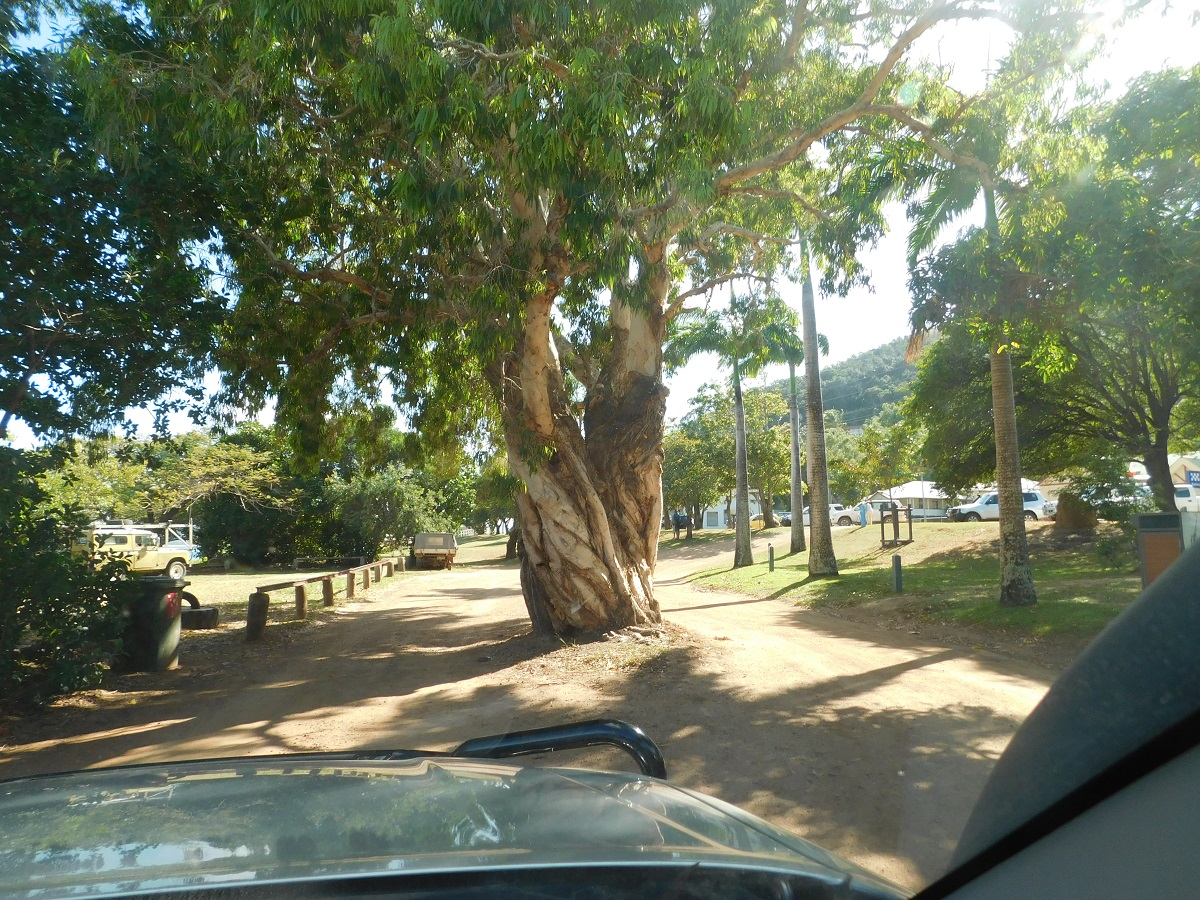 Twiated tree