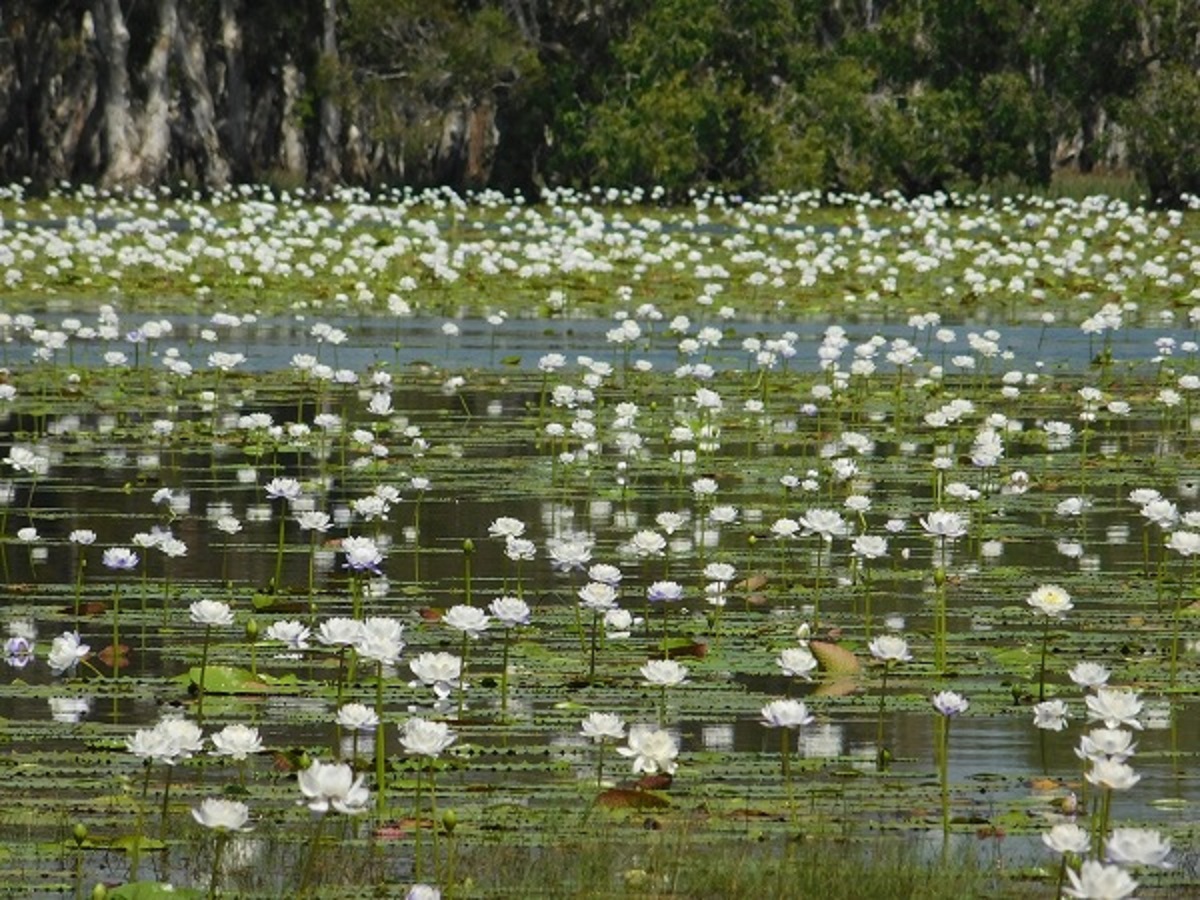 Lily lagoon on Running Waters Station