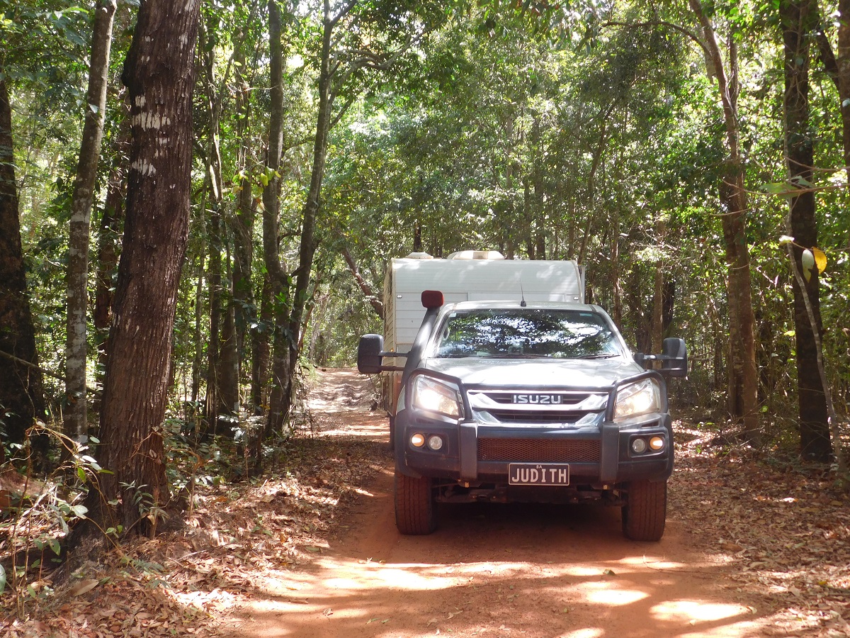 Driving through a Rainforest