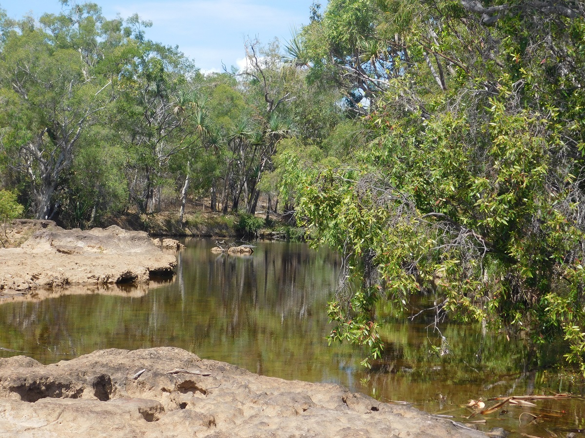Tropical creek