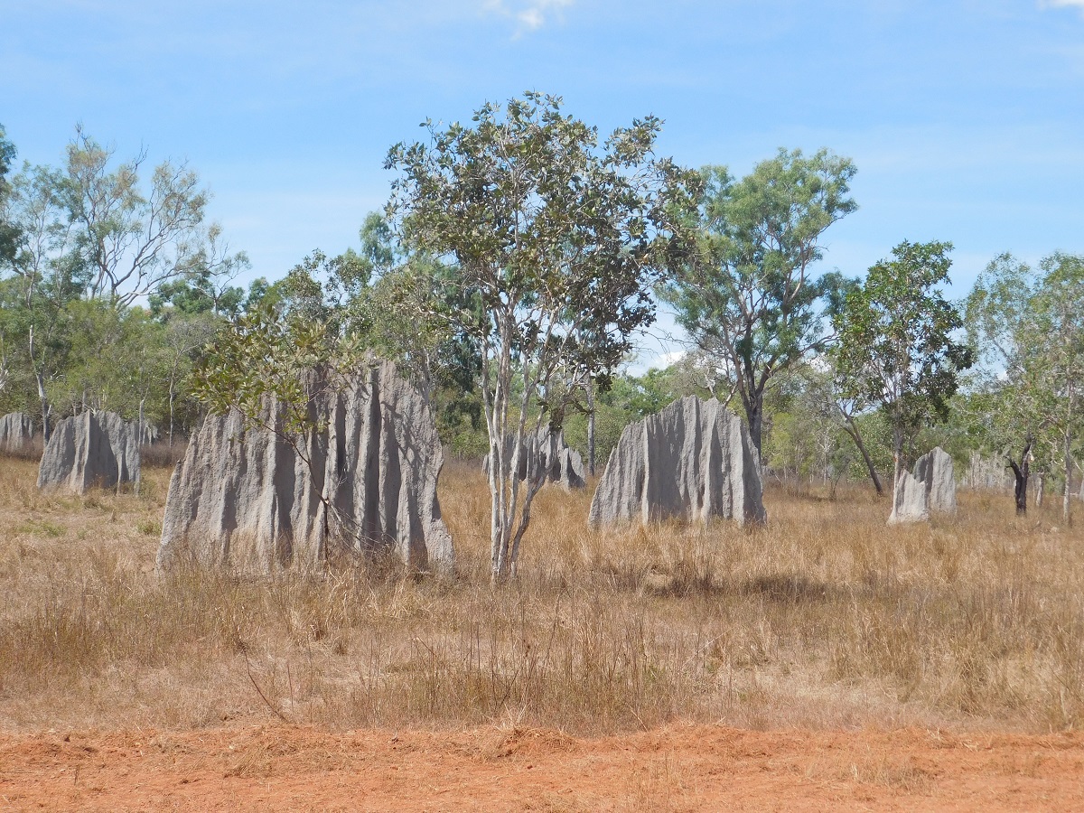 Magnetic termite mounds