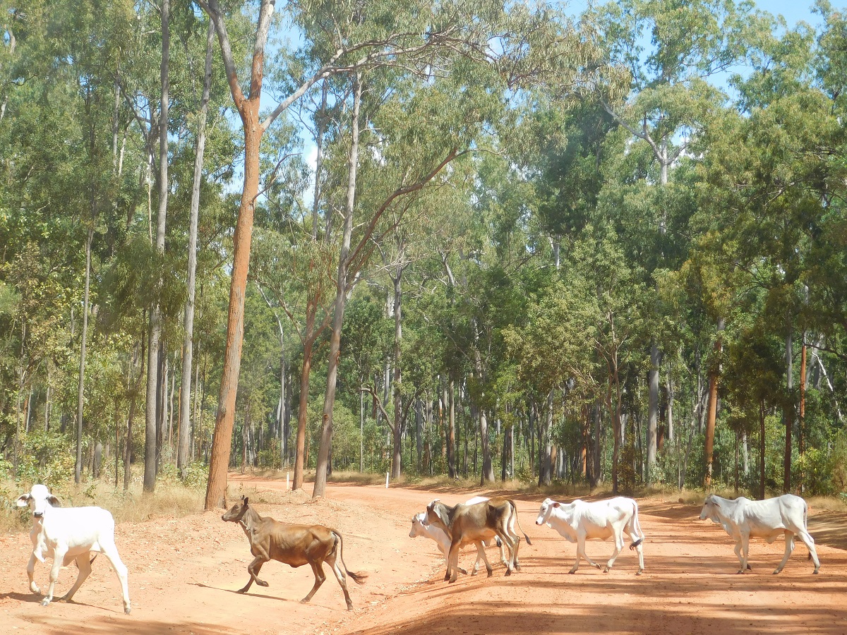 Brahman heifers