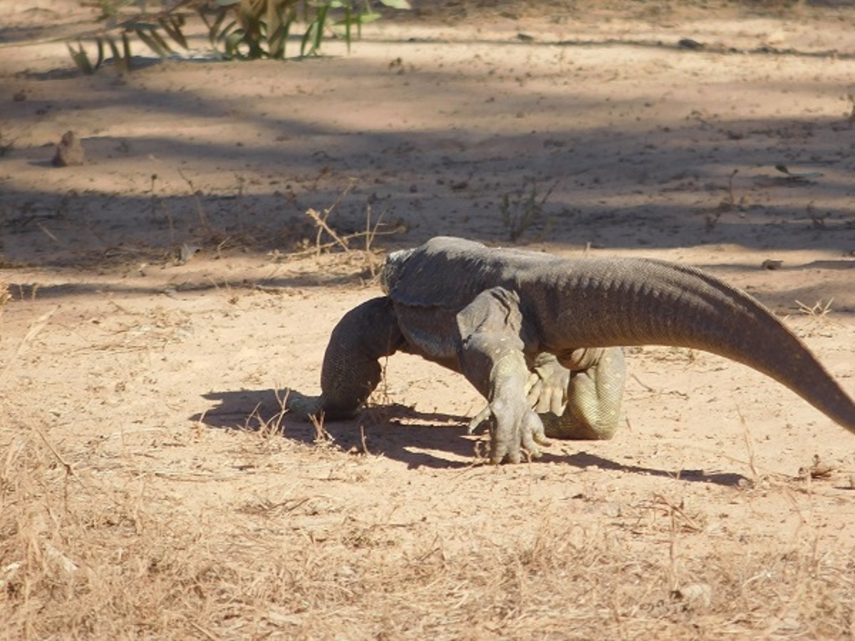 Perentie