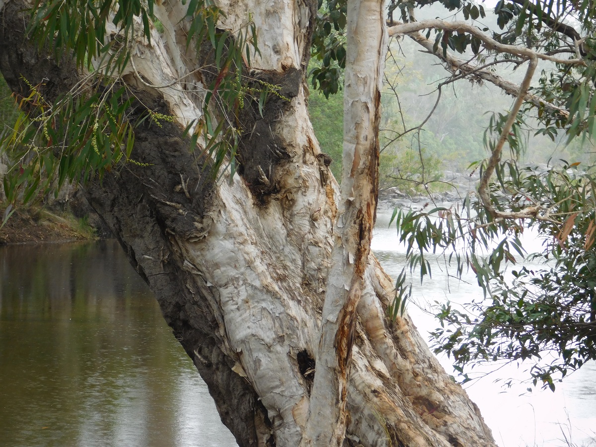 Misty rain Coen River