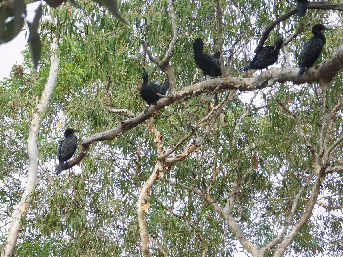 5 Little Black Cormorants